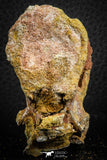 07401 - Top Rare 2.07 Inch Spinosaurid Dinosaur Partial Vertebra Bone Cretaceous KemKem Beds