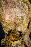 07401 - Top Rare 2.07 Inch Spinosaurid Dinosaur Partial Vertebra Bone Cretaceous KemKem Beds