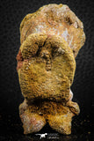07401 - Top Rare 2.07 Inch Spinosaurid Dinosaur Partial Vertebra Bone Cretaceous KemKem Beds