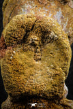 07401 - Top Rare 2.07 Inch Spinosaurid Dinosaur Partial Vertebra Bone Cretaceous KemKem Beds