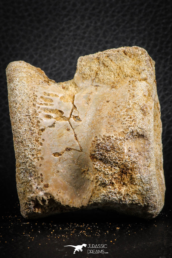 07402 - Top Rare Unidentified 2.11 Inch Reptile (Crocodile?) Vertebra Bone Cretaceous Kem Kem