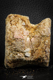 07402 - Top Rare Unidentified 2.11 Inch Reptile (Crocodile?) Vertebra Bone Cretaceous Kem Kem