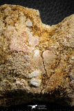 07402 - Top Rare Unidentified 2.11 Inch Reptile (Crocodile?) Vertebra Bone Cretaceous Kem Kem
