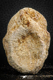 07402 - Top Rare Unidentified 2.11 Inch Reptile (Crocodile?) Vertebra Bone Cretaceous Kem Kem
