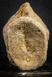 07402 - Top Rare Unidentified 2.11 Inch Reptile (Crocodile?) Vertebra Bone Cretaceous Kem Kem
