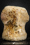 07402 - Top Rare Unidentified 2.11 Inch Reptile (Crocodile?) Vertebra Bone Cretaceous Kem Kem