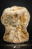 07402 - Top Rare Unidentified 2.11 Inch Reptile (Crocodile?) Vertebra Bone Cretaceous Kem Kem