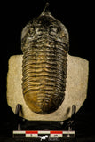 30232 - Well Prepared "Flying" 3.52 Inch Morocconites malladoides Middle Devonian Trilobite