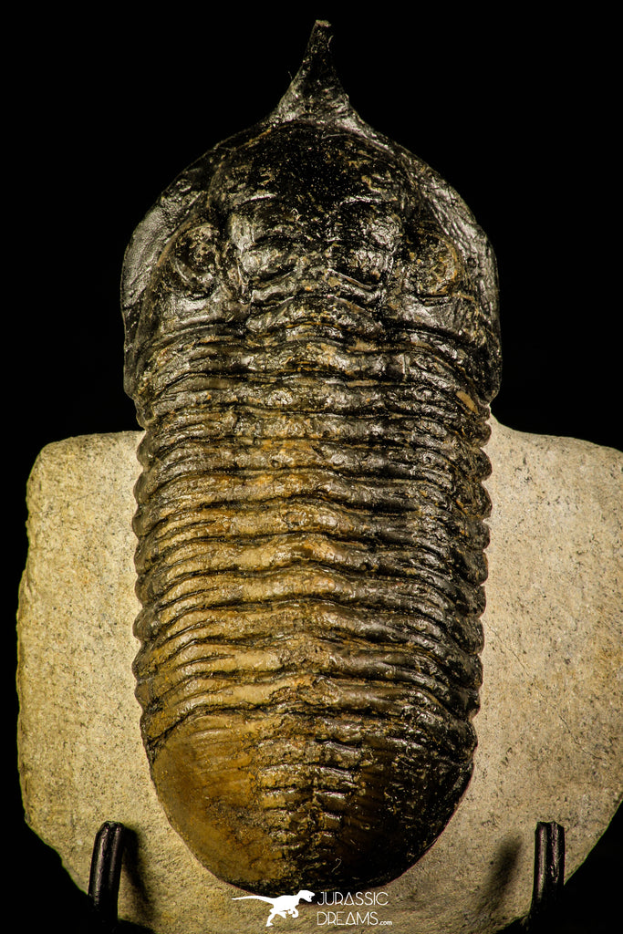 30232 - Well Prepared "Flying" 3.52 Inch Morocconites malladoides Middle Devonian Trilobite