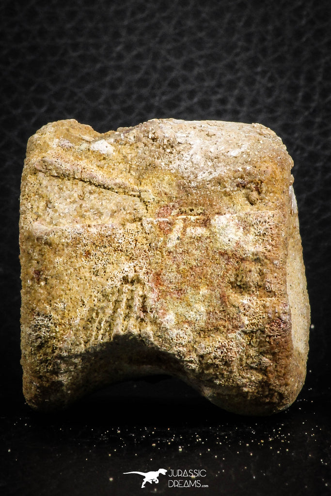 07403 - Top Rare Unidentified 1.54 Inch Reptile (Crocodile?) Vertebra Bone Cretaceous Kem Kem