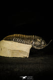 30232 - Well Prepared "Flying" 3.52 Inch Morocconites malladoides Middle Devonian Trilobite