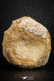 07403 - Top Rare Unidentified 1.54 Inch Reptile (Crocodile?) Vertebra Bone Cretaceous Kem Kem