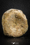 07403 - Top Rare Unidentified 1.54 Inch Reptile (Crocodile?) Vertebra Bone Cretaceous Kem Kem