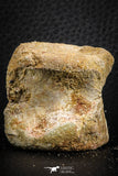 07403 - Top Rare Unidentified 1.54 Inch Reptile (Crocodile?) Vertebra Bone Cretaceous Kem Kem