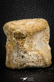 07403 - Top Rare Unidentified 1.54 Inch Reptile (Crocodile?) Vertebra Bone Cretaceous Kem Kem