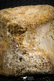 07403 - Top Rare Unidentified 1.54 Inch Reptile (Crocodile?) Vertebra Bone Cretaceous Kem Kem