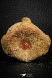07404 - Top Rare Unidentified 1.30 Inch Reptile (Crocodile?) Vertebra Bone Cretaceous Kem Kem