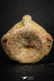 07404 - Top Rare Unidentified 1.30 Inch Reptile (Crocodile?) Vertebra Bone Cretaceous Kem Kem
