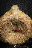 07404 - Top Rare Unidentified 1.30 Inch Reptile (Crocodile?) Vertebra Bone Cretaceous Kem Kem