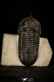 30234 - Well Prepared "Flying" 3.04 Inch Morocconites malladoides Middle Devonian Trilobite