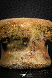 07404 - Top Rare Unidentified 1.30 Inch Reptile (Crocodile?) Vertebra Bone Cretaceous Kem Kem