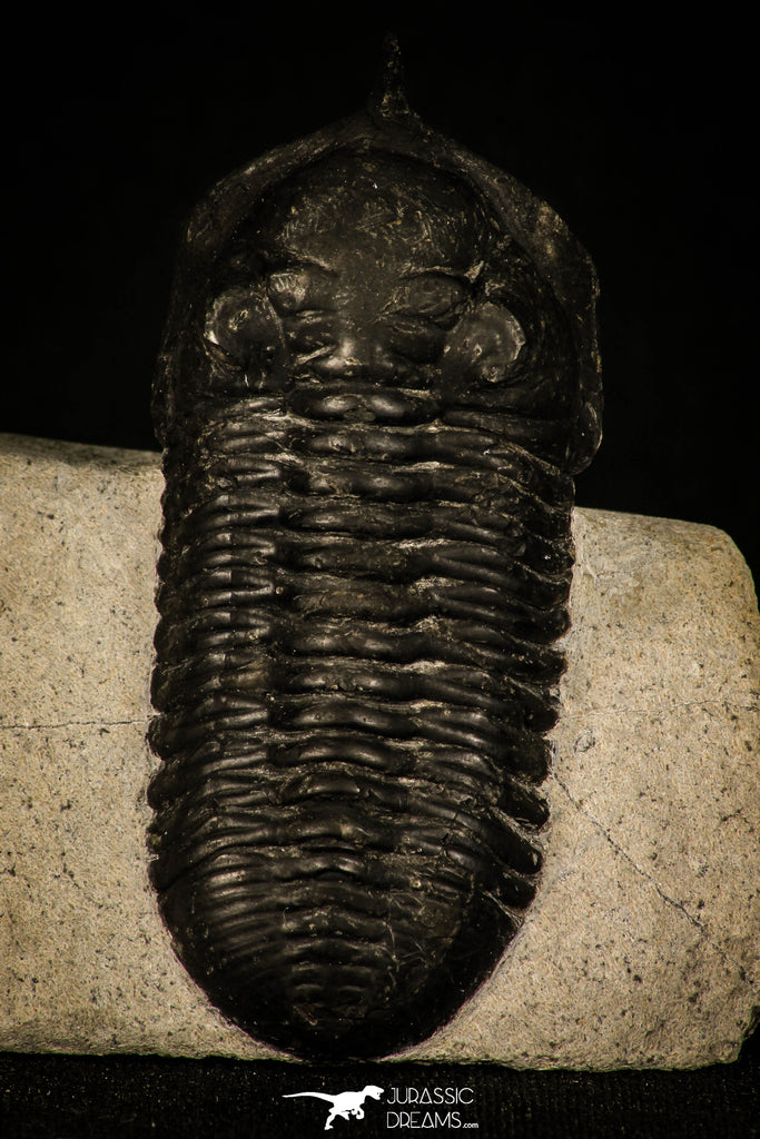 30234 - Well Prepared "Flying" 3.04 Inch Morocconites malladoides Middle Devonian Trilobite