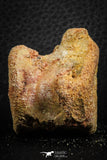 07404 - Top Rare Unidentified 1.30 Inch Reptile (Crocodile?) Vertebra Bone Cretaceous Kem Kem