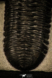30234 - Well Prepared "Flying" 3.04 Inch Morocconites malladoides Middle Devonian Trilobite