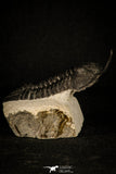 30234 - Well Prepared "Flying" 3.04 Inch Morocconites malladoides Middle Devonian Trilobite