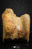 07404 - Top Rare Unidentified 1.30 Inch Reptile (Crocodile?) Vertebra Bone Cretaceous Kem Kem