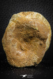 07405 - Top Rare Unidentified 1.73 Inch Reptile (Crocodile?) Vertebra Bone Cretaceous Kem Kem