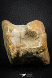 07405 - Top Rare Unidentified 1.73 Inch Reptile (Crocodile?) Vertebra Bone Cretaceous Kem Kem