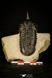 30235 - Well Prepared "Flying" 2.98 Inch Morocconites malladoides Middle Devonian Trilobite