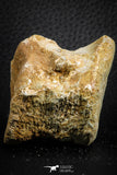 07405 - Top Rare Unidentified 1.73 Inch Reptile (Crocodile?) Vertebra Bone Cretaceous Kem Kem
