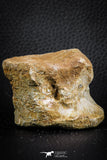 07405 - Top Rare Unidentified 1.73 Inch Reptile (Crocodile?) Vertebra Bone Cretaceous Kem Kem