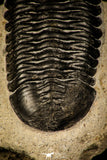 30235 - Well Prepared "Flying" 2.98 Inch Morocconites malladoides Middle Devonian Trilobite