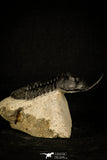 30235 - Well Prepared "Flying" 2.98 Inch Morocconites malladoides Middle Devonian Trilobite