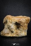 07405 - Top Rare Unidentified 1.73 Inch Reptile (Crocodile?) Vertebra Bone Cretaceous Kem Kem