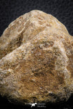 07406 - Top Rare Unidentified 2.13 Inch Reptile (Crocodile?) Vertebra Bone Cretaceous Kem Kem