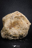 07406 - Top Rare Unidentified 2.13 Inch Reptile (Crocodile?) Vertebra Bone Cretaceous Kem Kem