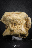 07406 - Top Rare Unidentified 2.13 Inch Reptile (Crocodile?) Vertebra Bone Cretaceous Kem Kem