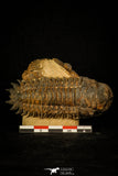 30238 - Awesome Association Crotalocephalina + Reedops Devonian Trilobites