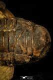 30238 - Awesome Association Crotalocephalina + Reedops Devonian Trilobites