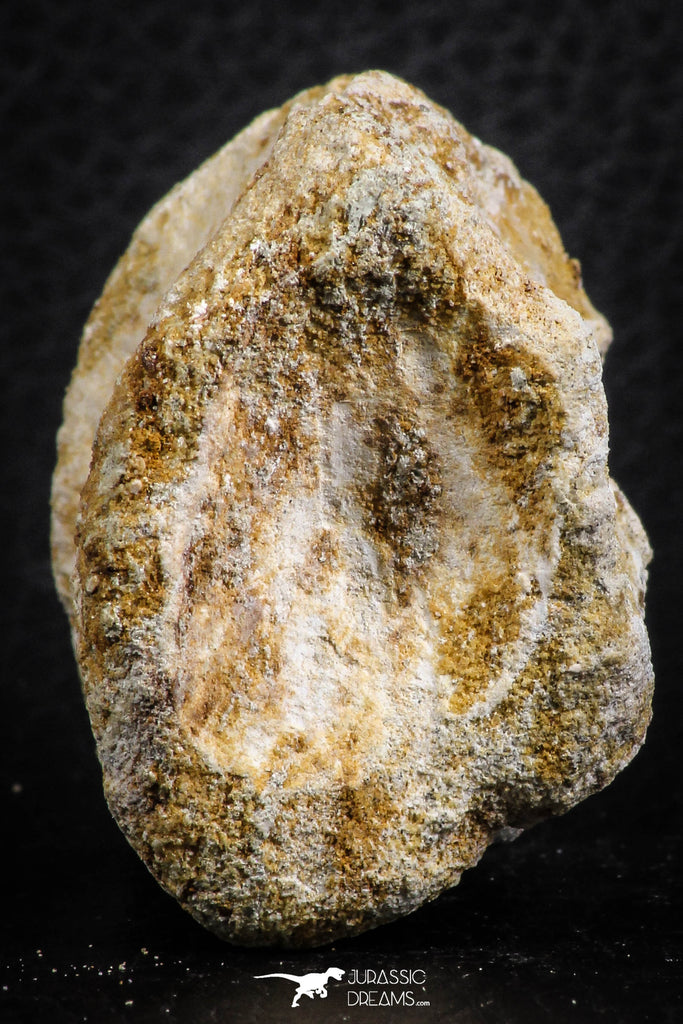 07408 - Top Rare Unidentified 1.80 Inch Reptile (Crocodile?) Vertebra Bone Cretaceous Kem Kem