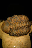 30238 - Awesome Association Crotalocephalina + Reedops Devonian Trilobites