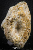 07408 - Top Rare Unidentified 1.80 Inch Reptile (Crocodile?) Vertebra Bone Cretaceous Kem Kem
