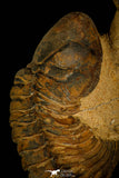 30238 - Awesome Association Crotalocephalina + Reedops Devonian Trilobites