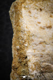 07408 - Top Rare Unidentified 1.80 Inch Reptile (Crocodile?) Vertebra Bone Cretaceous Kem Kem