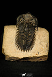 30241 - Beautiful 1.88 Inch Metacanthina issoumourensis Lower Devonian Trilobite