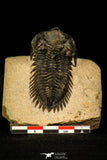 30241 - Beautiful 1.88 Inch Metacanthina issoumourensis Lower Devonian Trilobite